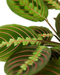 Maranta Red Prayer Plant