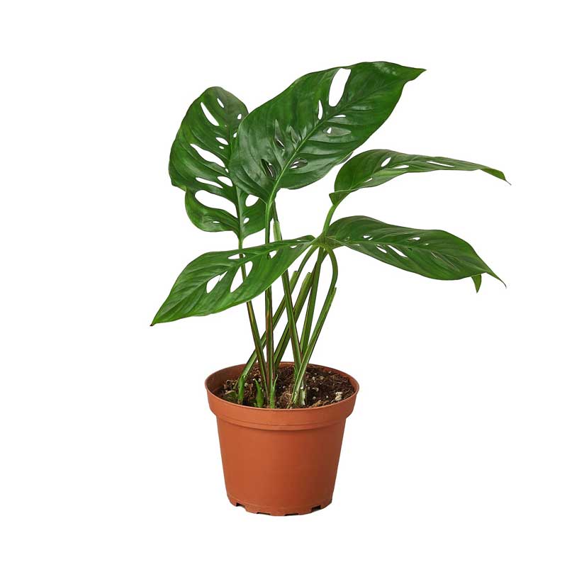 Monstera Adansonii For Sale