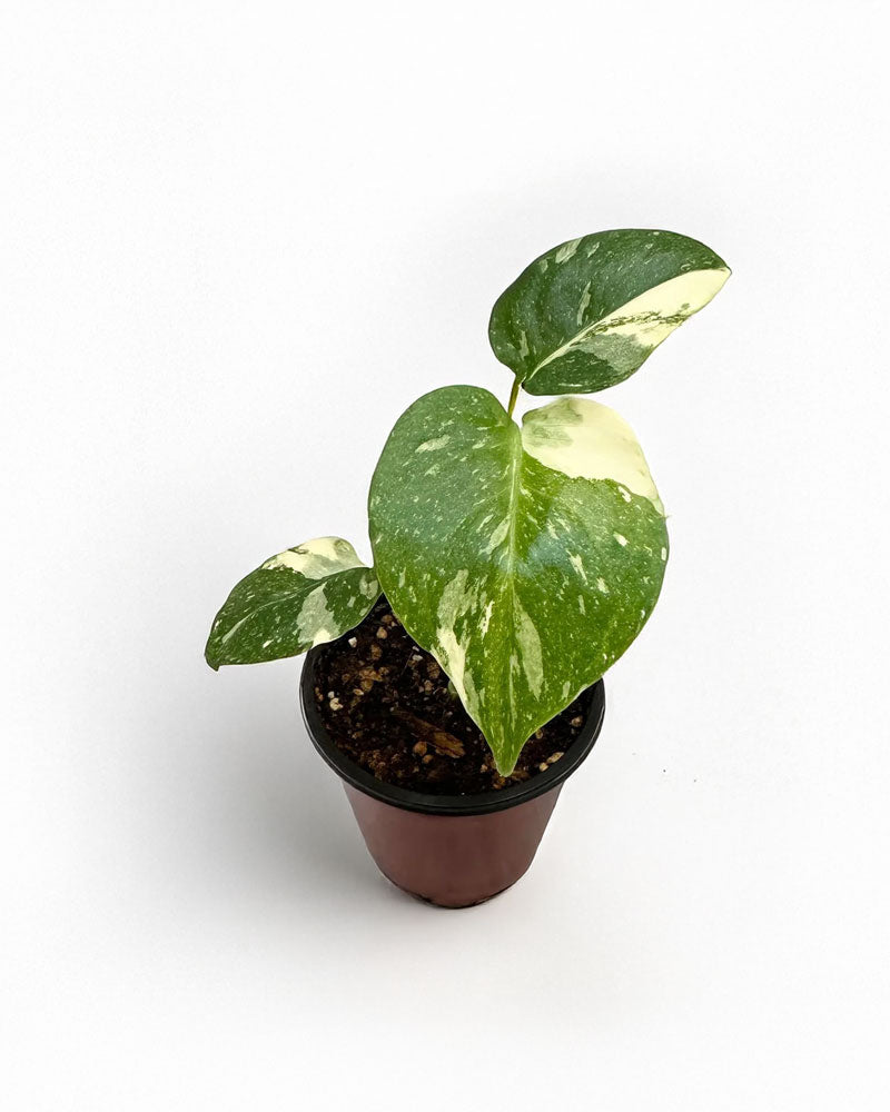Monstera Thai Constellation For Sale