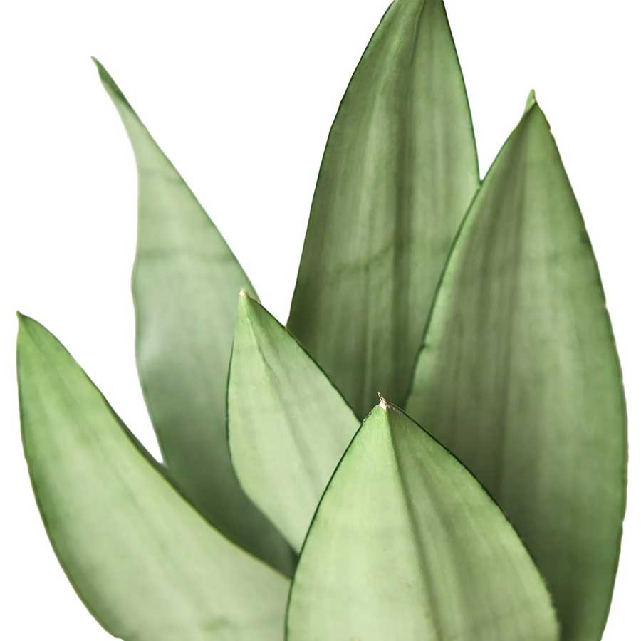 Buy Moonshine Snake Plant