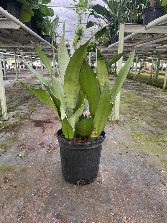 Snake Plant Moonshine For Sale