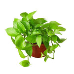 Neon Pothos For Sale