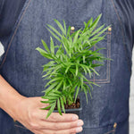 Buy Palm Parlor Plant