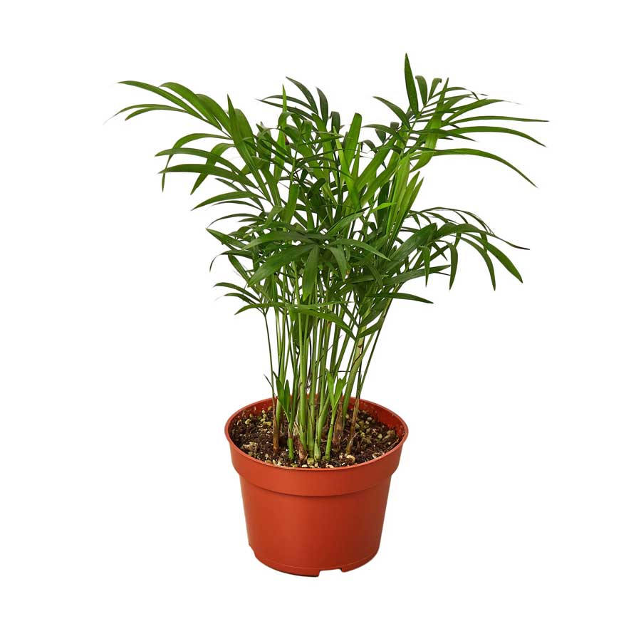 Buy Palm Parlor Online