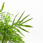 Palm Parlor Chamaedorea Elegans
