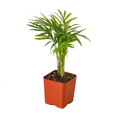 Palm Parlor Plant