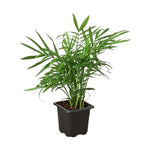 Palm Parlor Plant For Sale