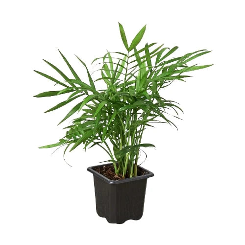 Palm Parlor Plant For Sale