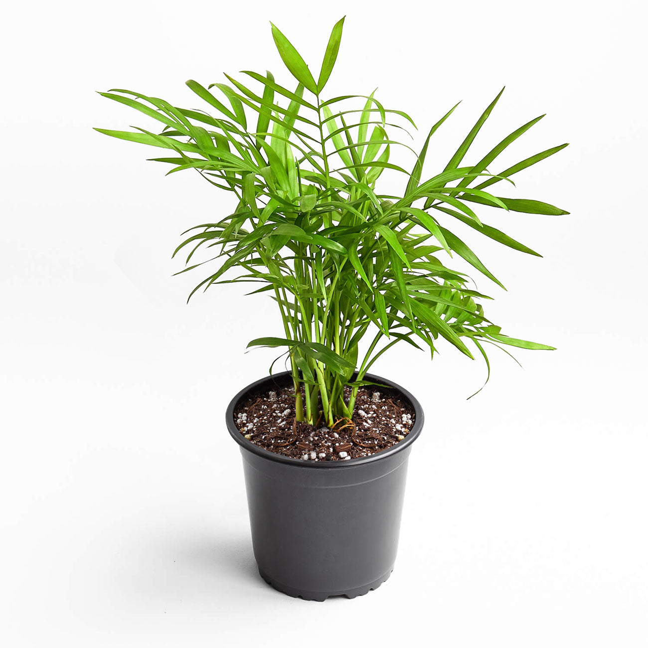 Parlor Palm