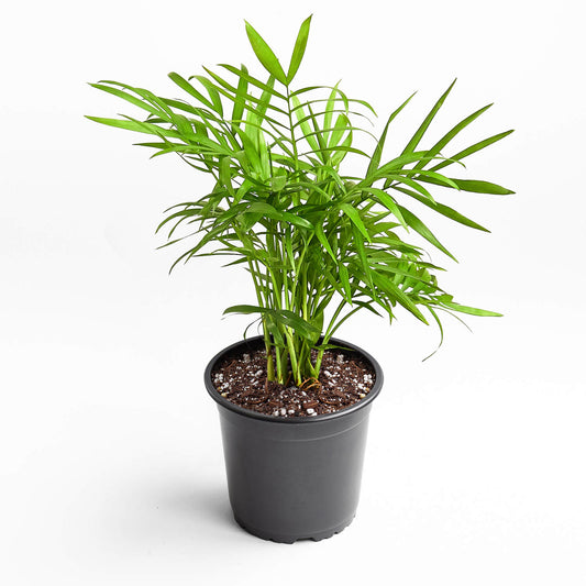 Parlor Palm