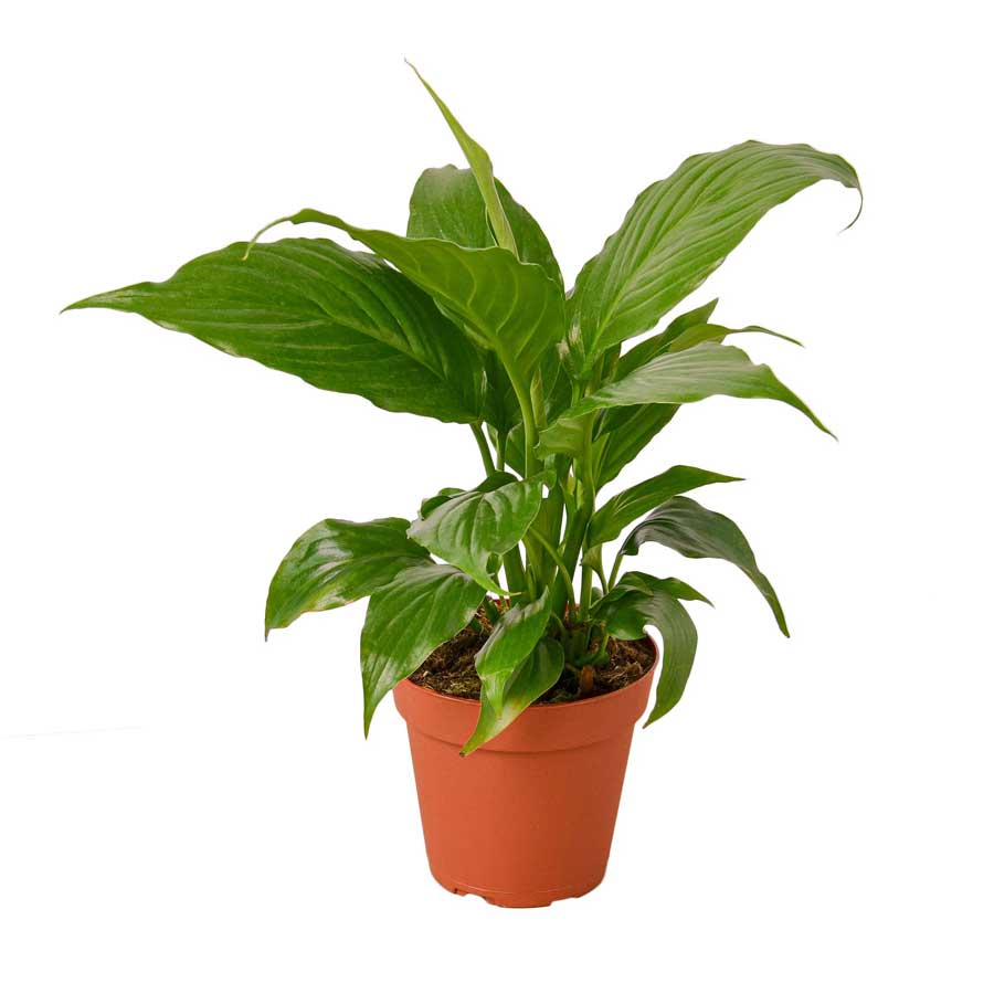 Buy Peace Lily Plant