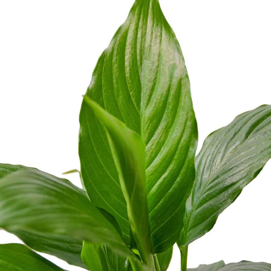 Buy Peace Lily Online