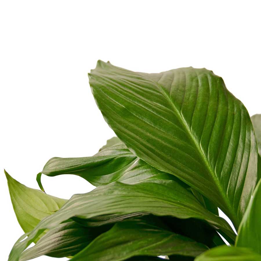 Buy Peace Lily