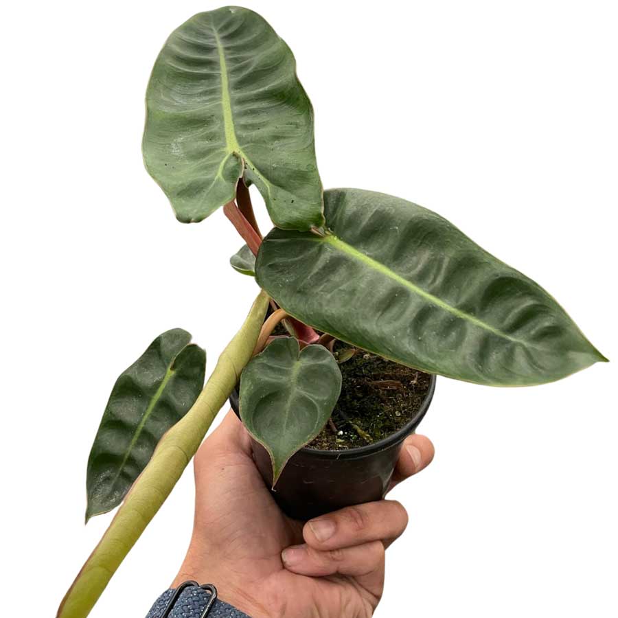 Philodendron Billietiae For Sale