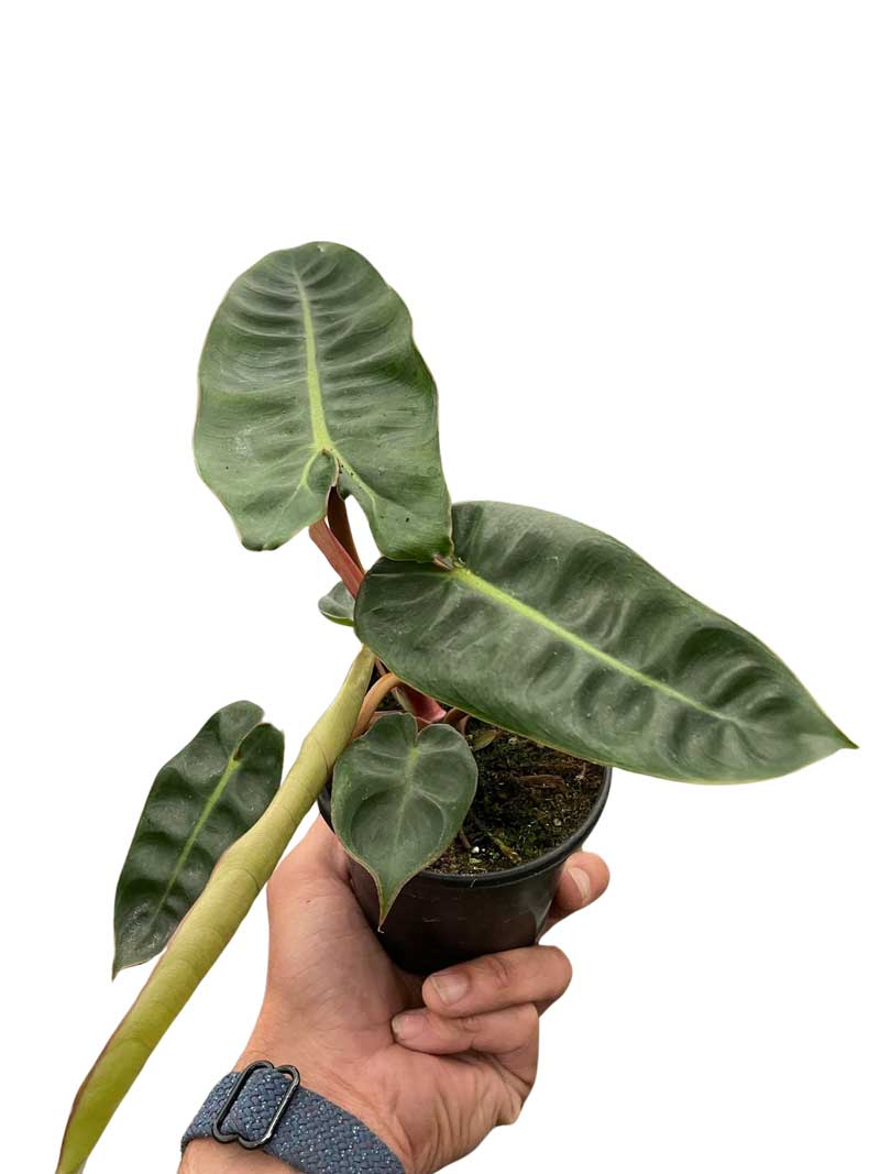 Buy Philodendron Billietiae