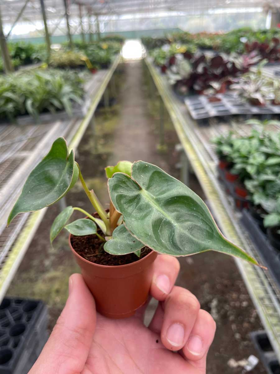 Billietiae Philodendron For Sale