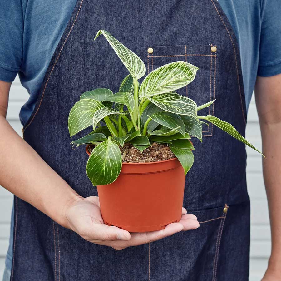 Buy Philodendron Birkin Online