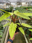 Painted Lady Philodendron