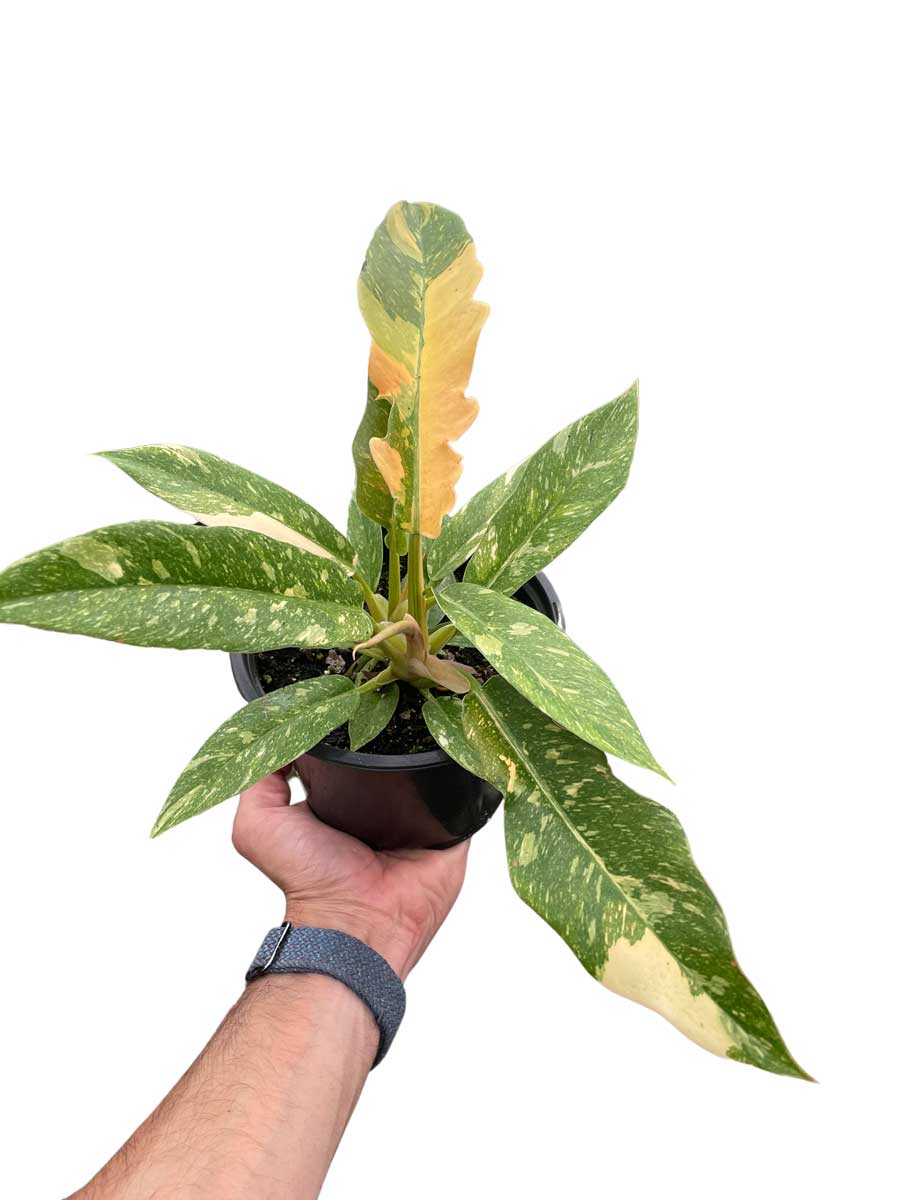 Philodendron Ring of Fire For Sale nline