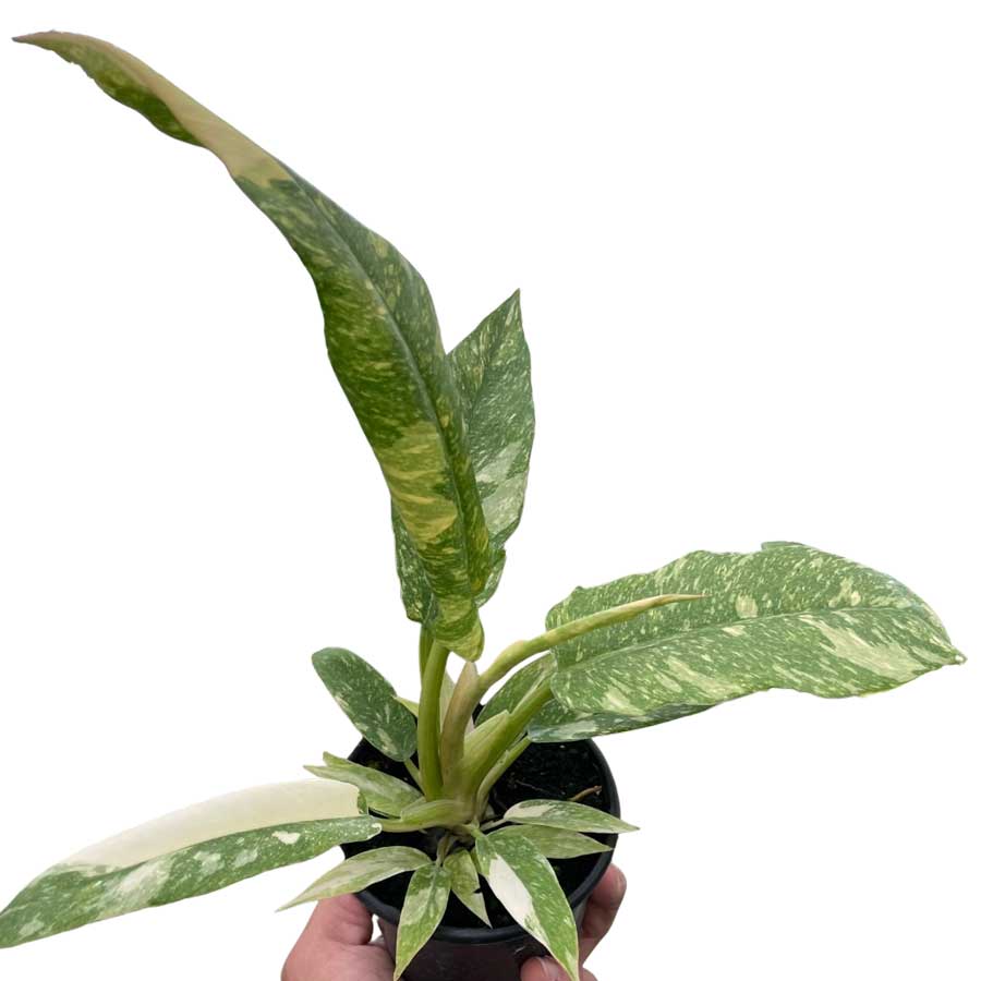 Buy Philodendron Ring of Fire Online