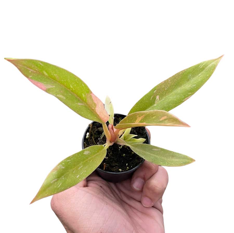 Buy Philodendron Ring of Fire