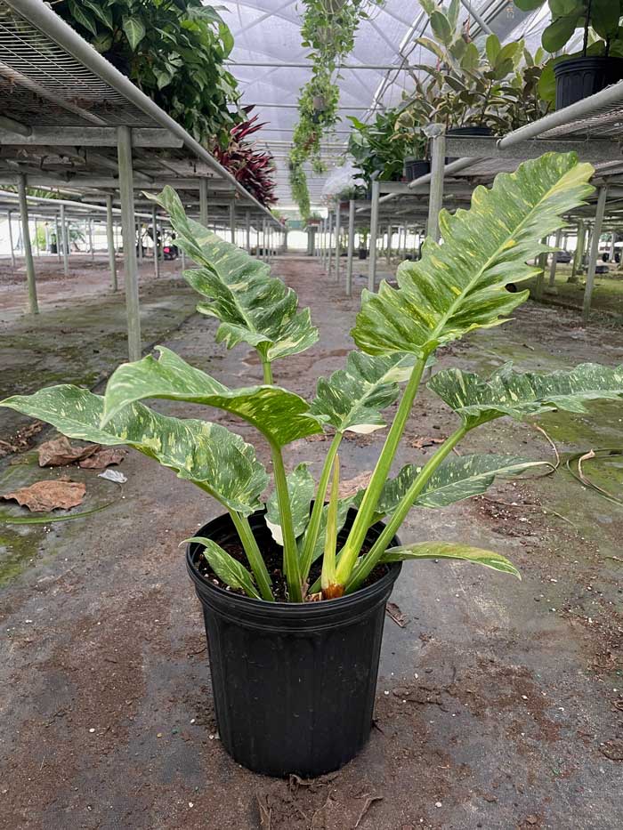 Ring of Fire Philodendron For Sale