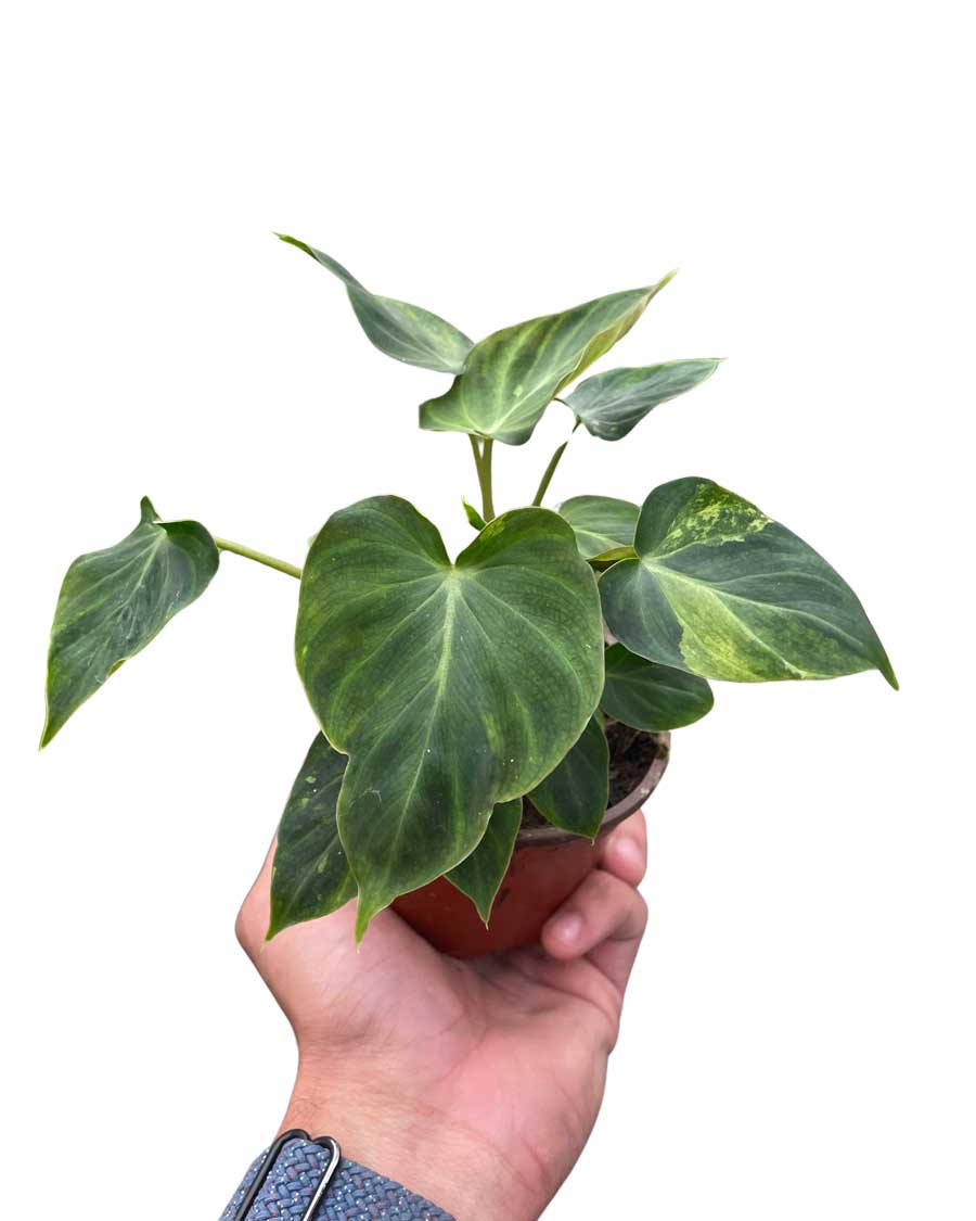 Buy Philodendron Verrucosum