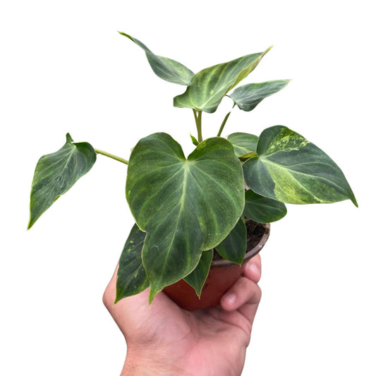 Philodendron Verrucosum For Sale