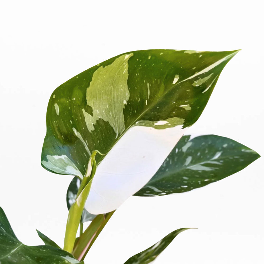 Philodendron White Princess