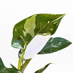 Philodendron White Princess