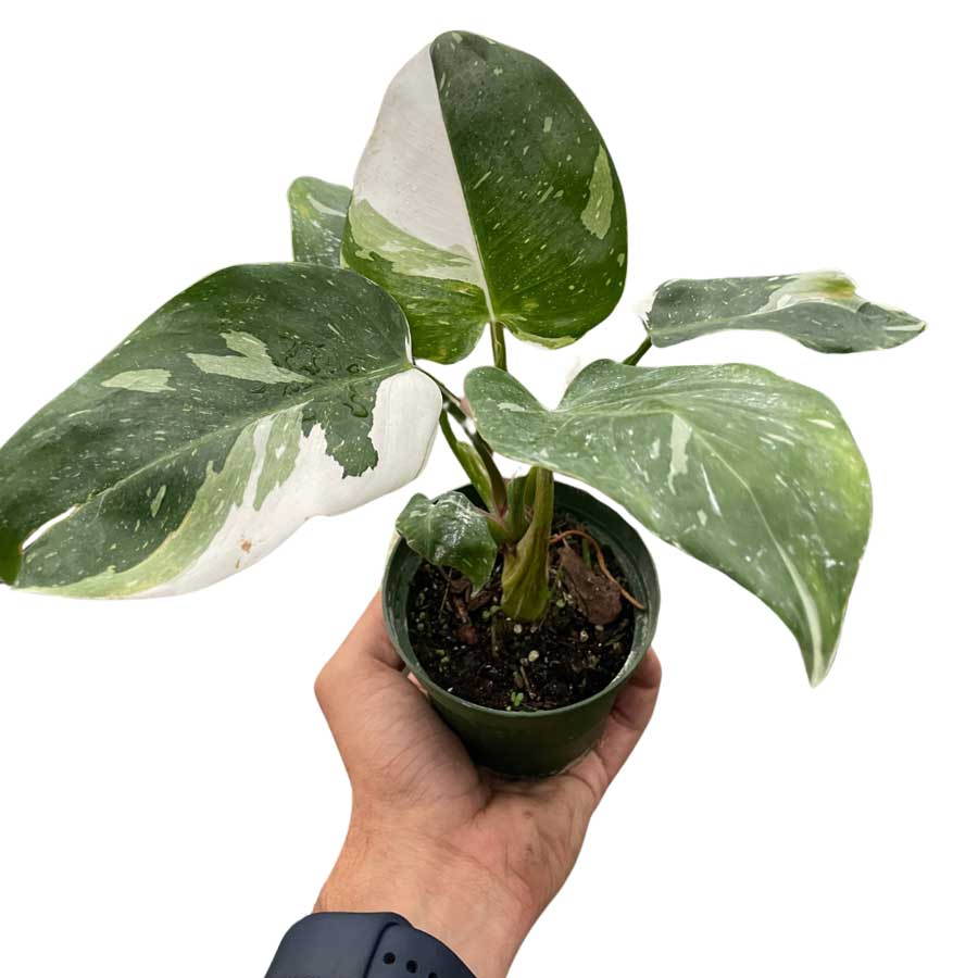 White Princess Philodendron