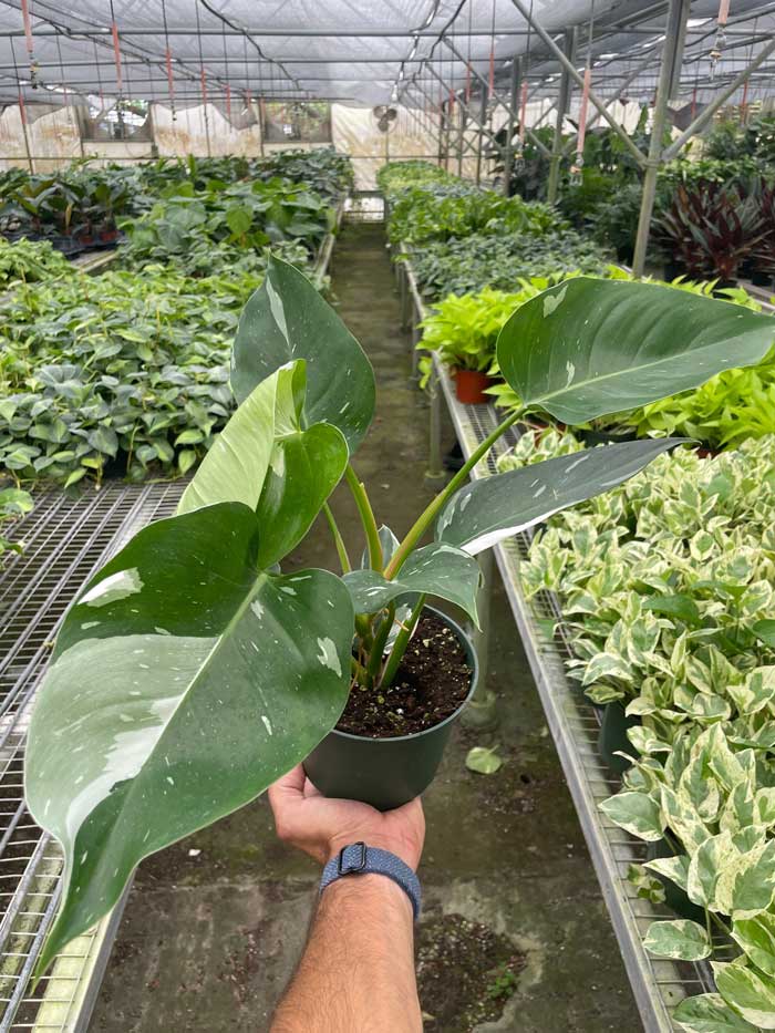 White Princess Philodendron For Sale