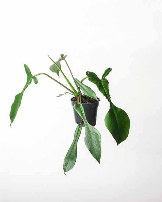 Philodendron Joepii