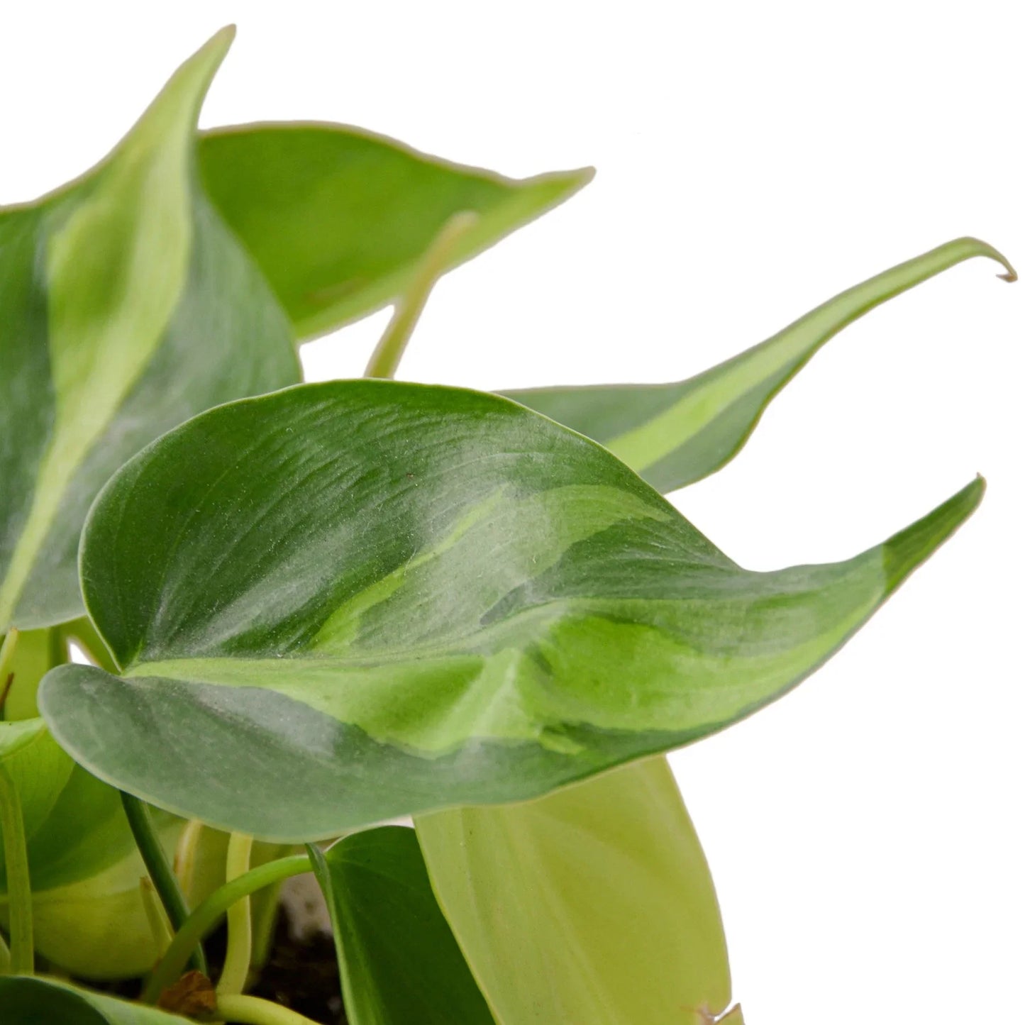 Philodendron Brasil For Sale