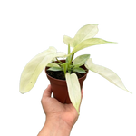 Philodendron Florida Ghost