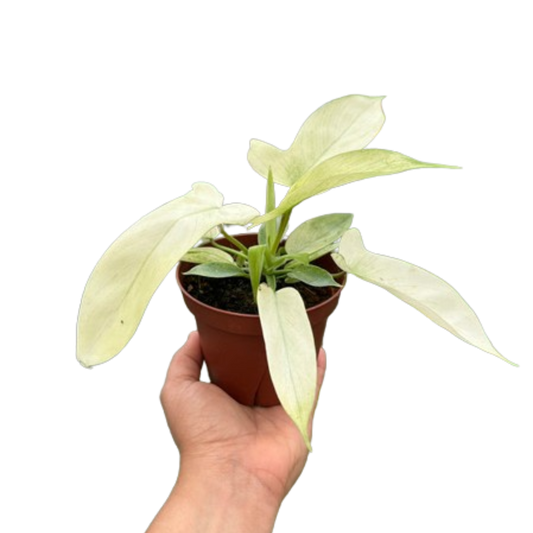 Philodendron Florida Ghost