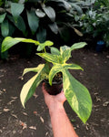 Philodendron Florida Beauty for Sale