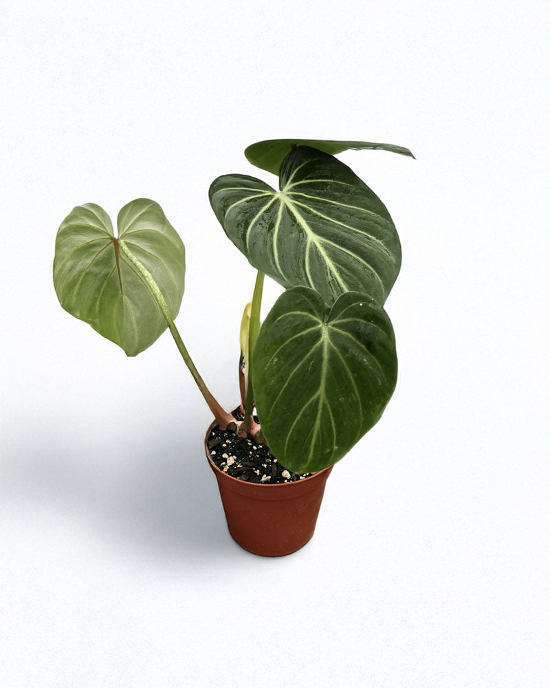 Philodendron Gloriosum