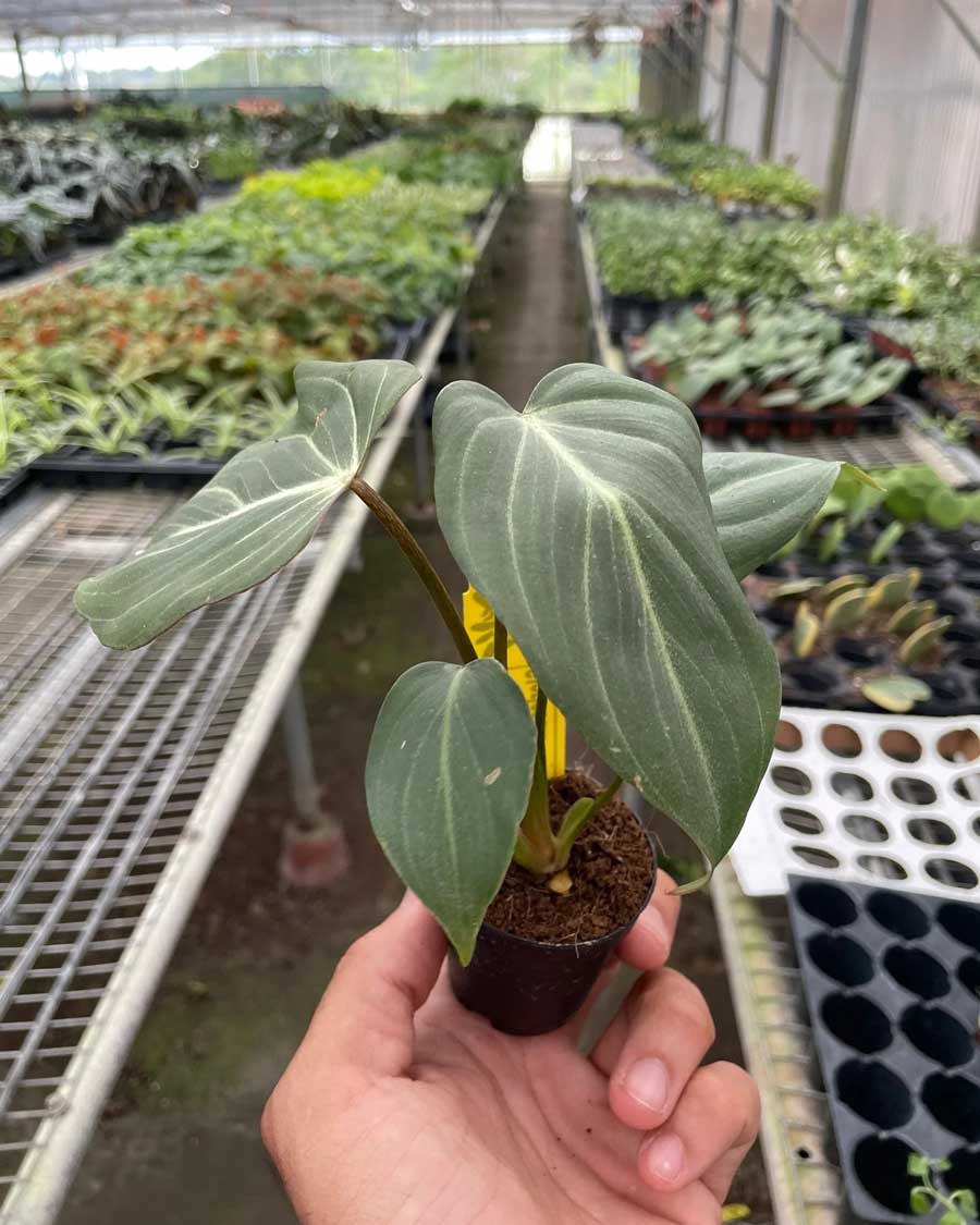 Philodendron Gloriosum For Sale