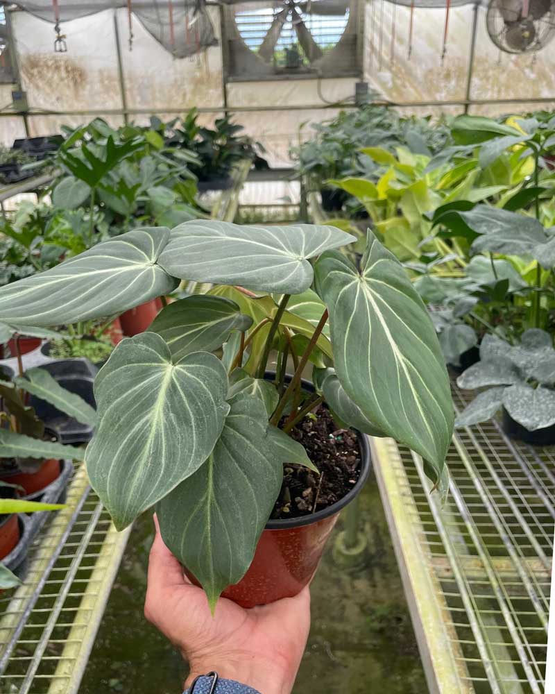 Philodendron Gloriosum Plant