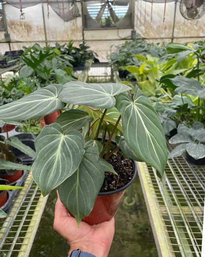 Philodendron Gloriosum Plant