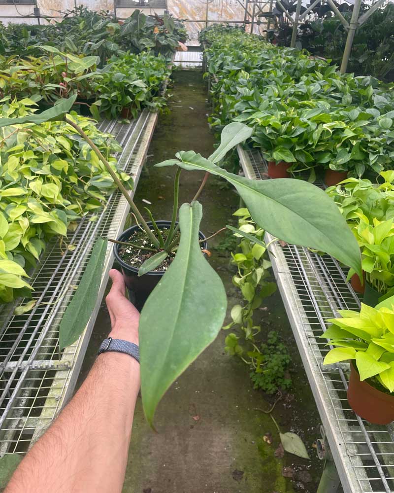 Philodendron Joepii For Sale