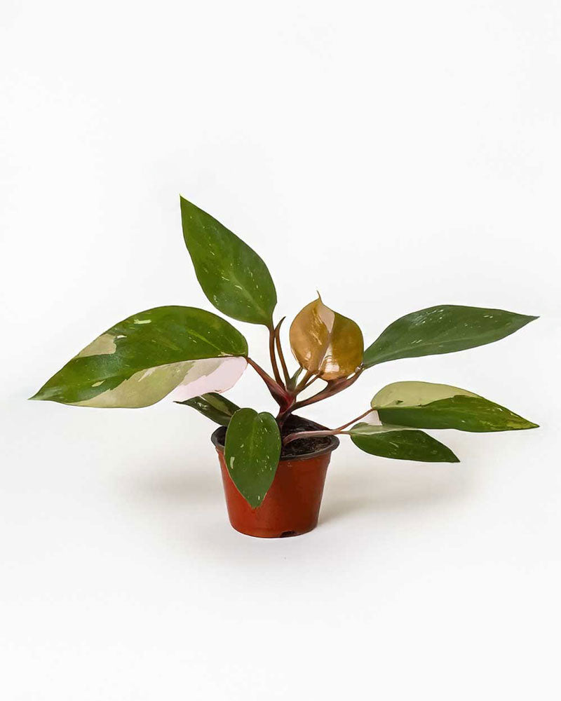 Philodendron Pink Princess