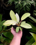 Philodendron Snowdrift Plant