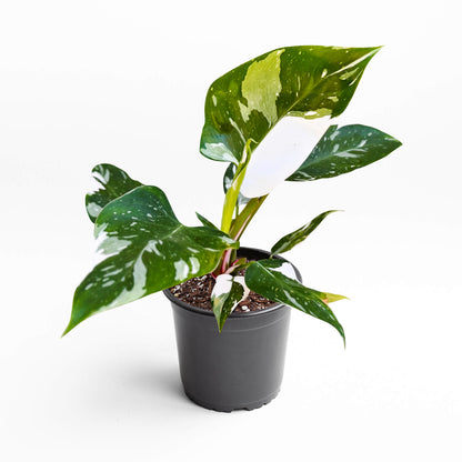 Philodendron White Princess