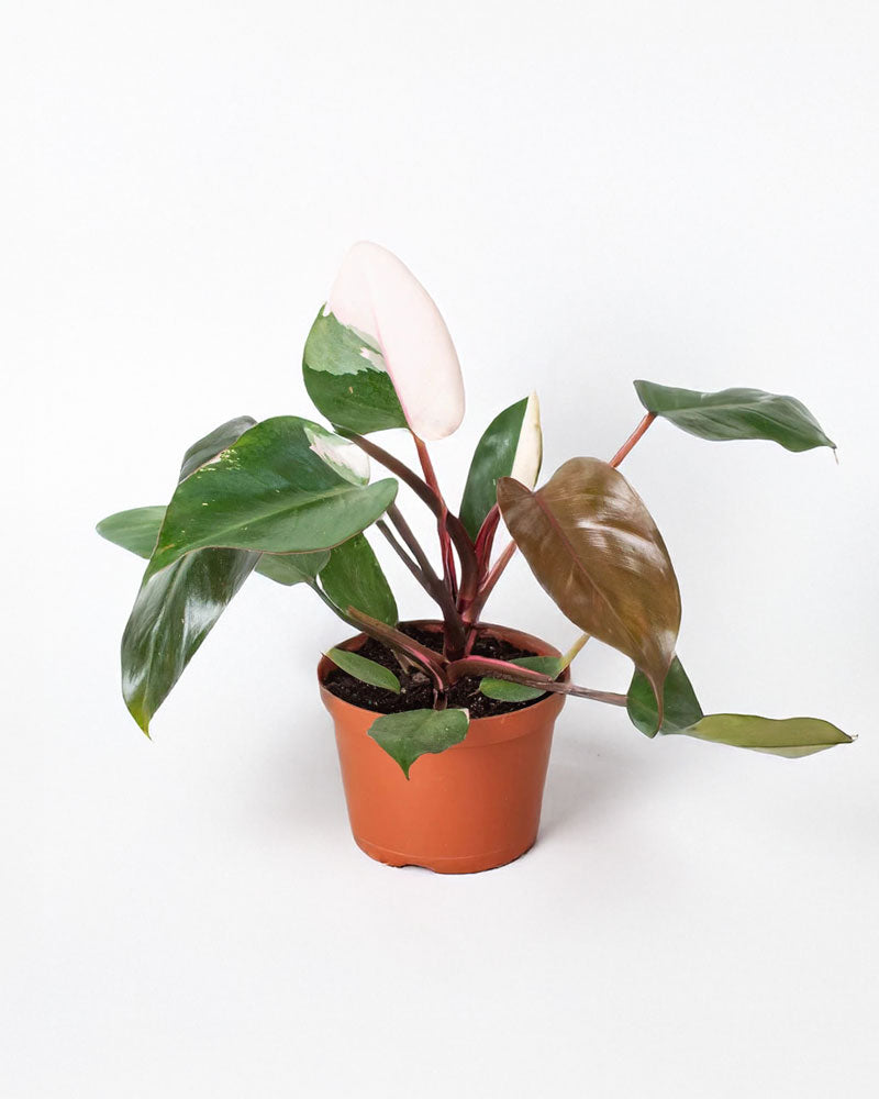 Pink Princess Philodendron