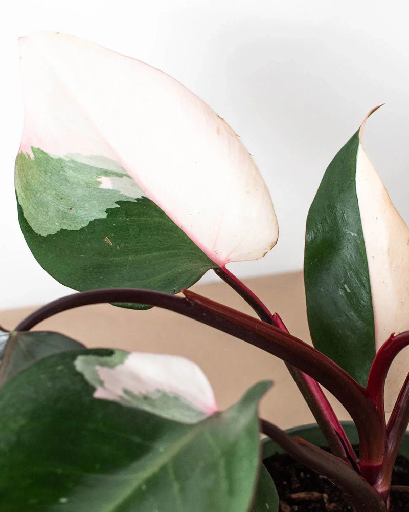 Philodendron Pink Princess