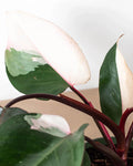 Pink Princess Philodendron Plant