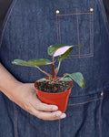 Pink Princess Philodendron Plant For sale