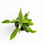 Platycerium Bifurcatum